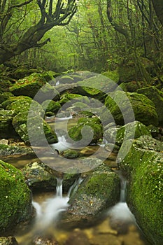 River along Shiratani Unsuikyo trail on Yakushima, Japan